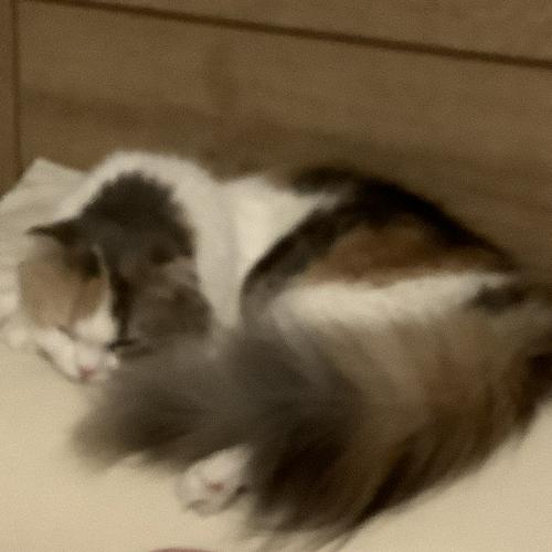 น้องหมีขายเสว-profile